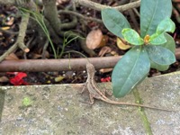 Lizard on ship