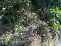 Fern Gully