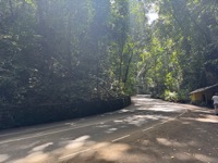 Fern Gully