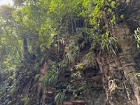 Fern Gully