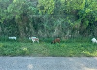 View from tour van
