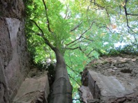 Tree growing through wall