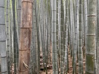 Sagano Bamboo Forest