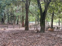 Nara Park