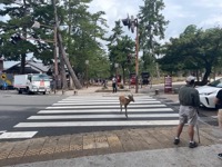 Nara Park