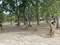 Nara Park