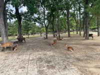 Nara Park