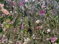 teamLab Planets: Floating Flower Garden: Flowers and I are of the Same Root, the Garden and I are One