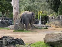 Asian Elephant