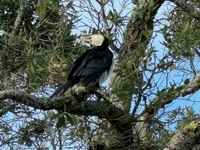 Little Pied Cormorant