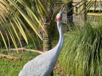 Brolga