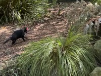 Tasmanian Devil