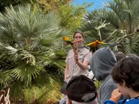 Rainbow Lorikeets, one in flight