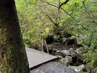 Taranaki Falls Track