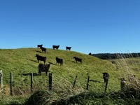 Cows in a field looking at the camera