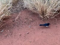 Willie Wagtail