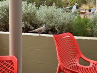 Crested Pigeon