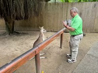 Eastern Gray Kangaroo