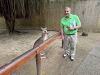 Eastern Gray Kangaroo