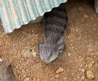 Eastern Blue-Tongued Lizard