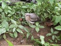 Bush Stone-Curlew