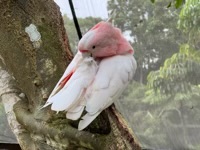 Cacatua