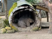 Common Wombat