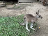 Eastern Grey Kangaroo