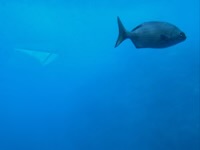 View from semi-submersible