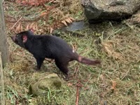 Tasmanian Devil