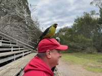 Green Rosella looking for food