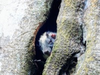 Yellow-crown brush-tailed rat