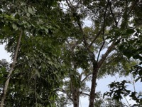 Great Potoo