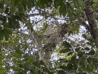 Great Potoo