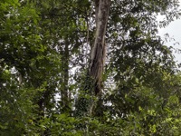 Yellow-crown brush-tailed rat
