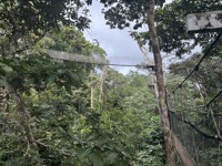 View from canopy walkways