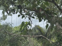 Canopy vegetation