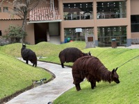 Alpacas trimming grass at Aranwa Hotel