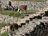 Llamas at Machu Picchu