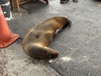 Sea lion not respecting the Galápagos rules