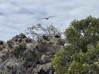 Frigatebirds