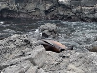 Sea lion