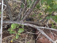 Lizard