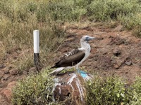 Blue-footed booby