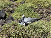 Swallow-tailed gulls