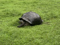 Galápagos giant tortoise