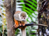 Squirrel monkey
