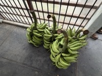Bananas at Indiana market